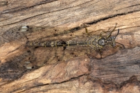 Le Fourmilion longicorne (Neuroptre - Myrmeleontidae - Distoleon tetragrammicus)